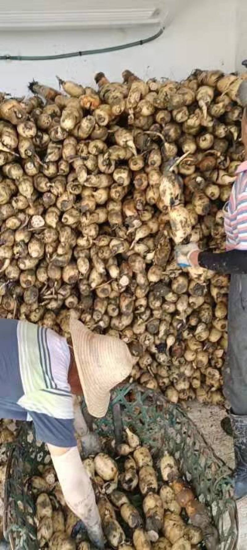 每天十吨货正常发货湖北藕直发
