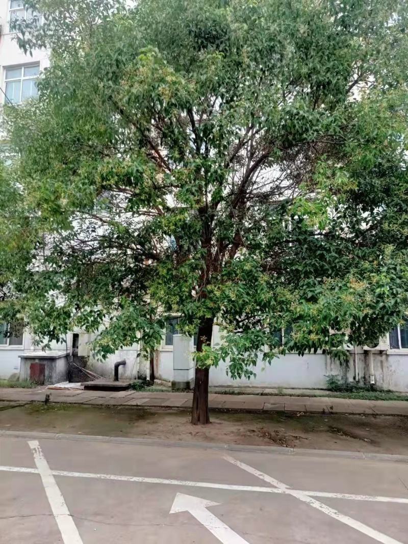 5到18公分精品女贞苗圃定植，校园路树