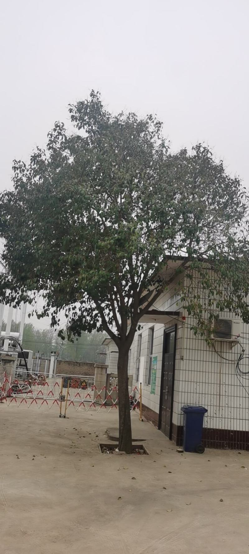 5到18公分精品女贞苗圃定植，校园路树