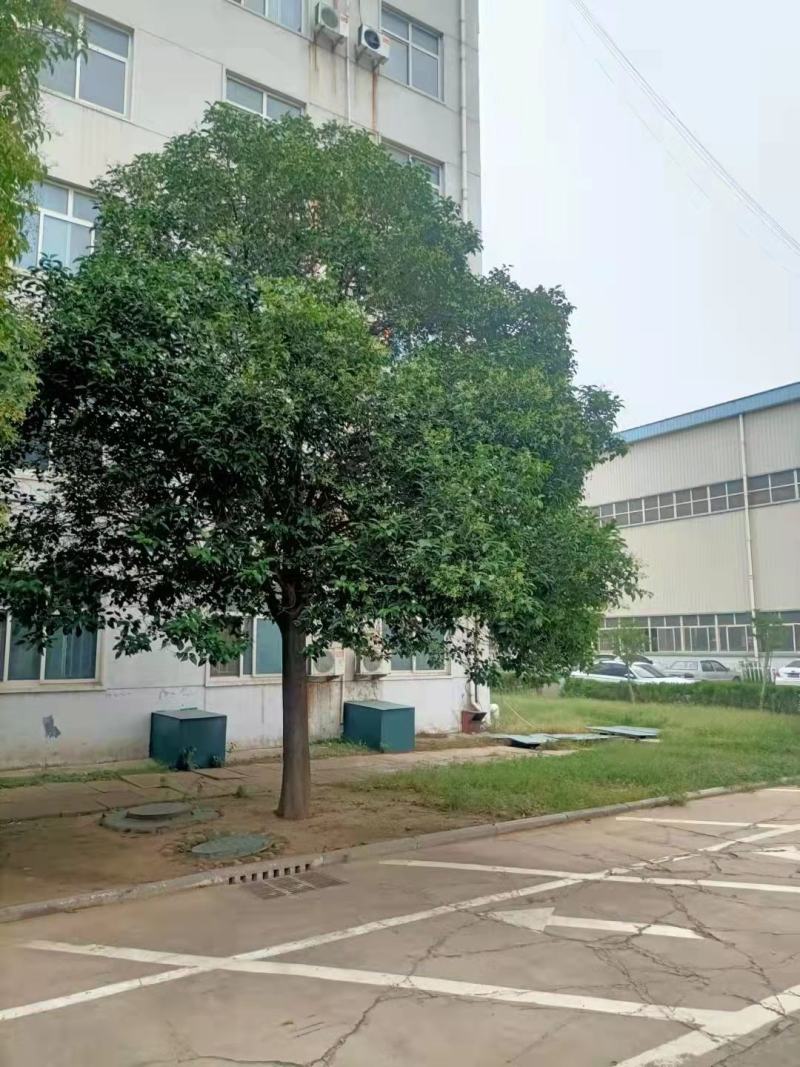 5到18公分精品女贞苗圃定植，校园路树