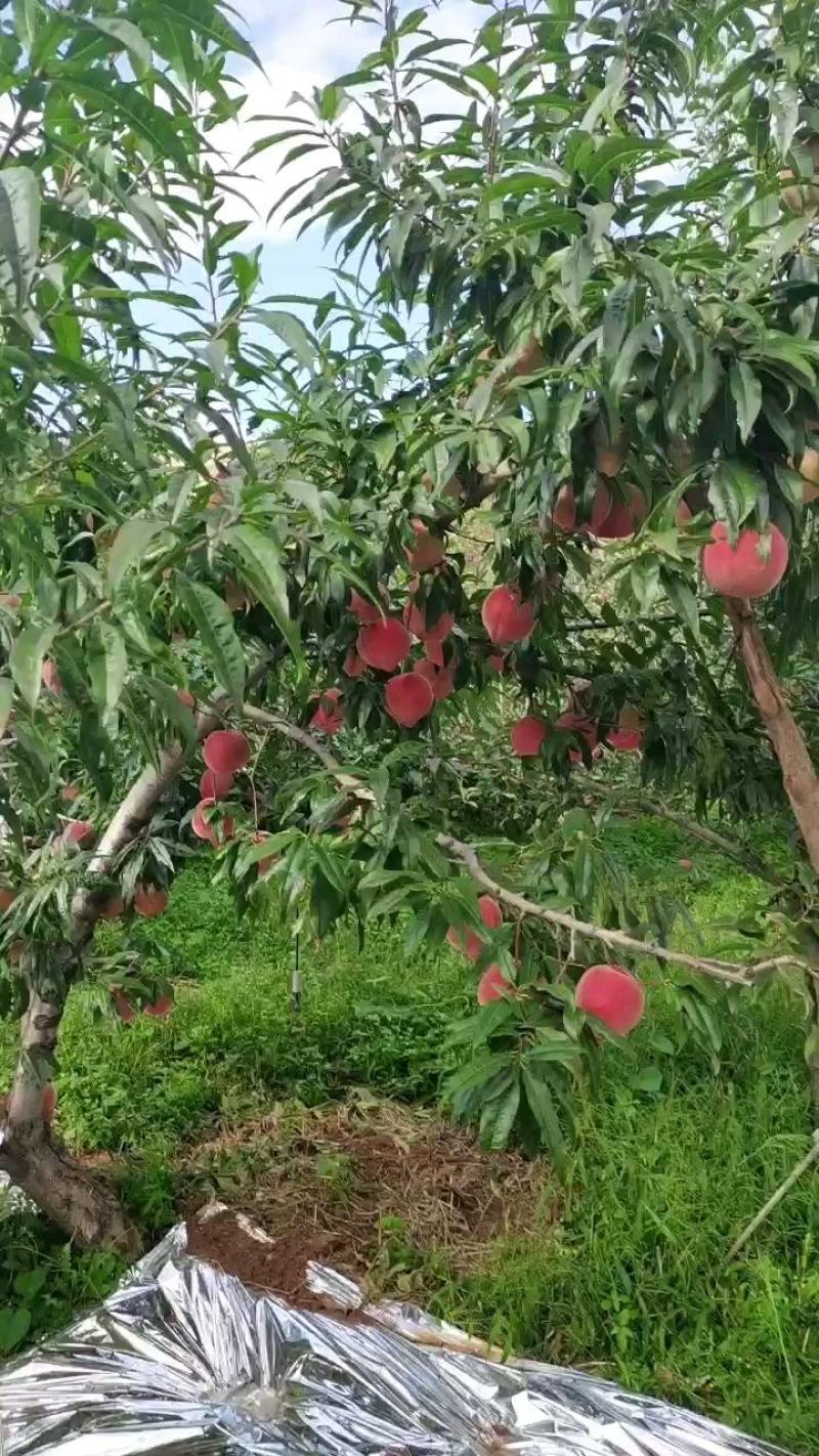 大凉山盐源高山雪桃产地直供香脆可口品质优良