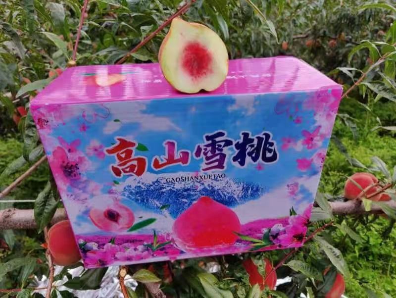 大凉山盐源高山雪桃产地直供香脆可口品质优良