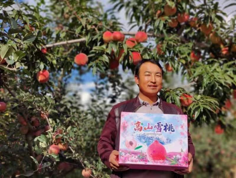大凉山盐源高山雪桃产地直供香脆可口品质优良
