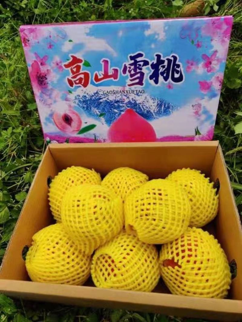大凉山盐源高山雪桃产地直供香脆可口品质优良
