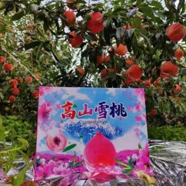 大凉山盐源高山雪桃产地直供香脆可口品质优良