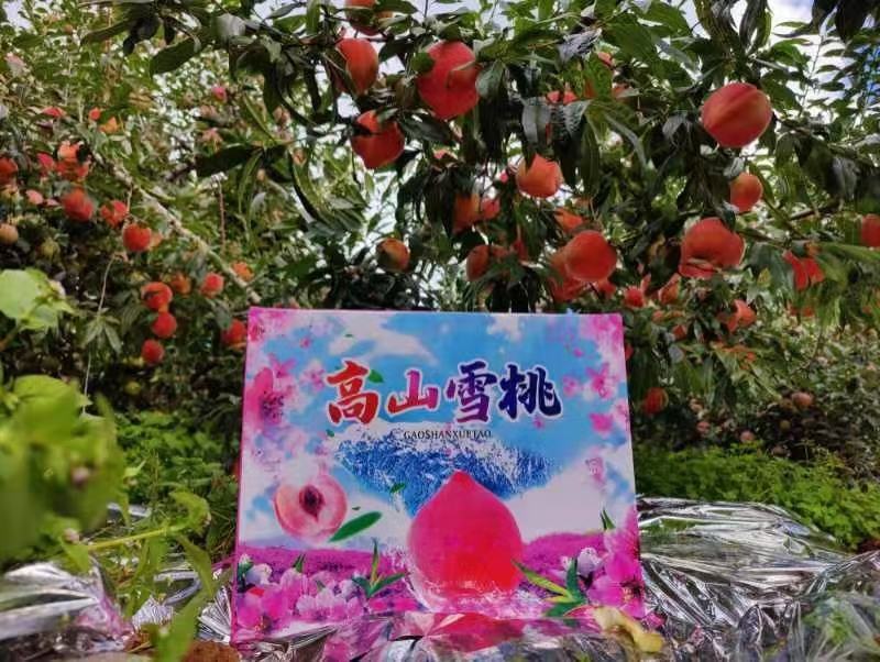 大凉山盐源高山雪桃产地直供香脆可口品质优良