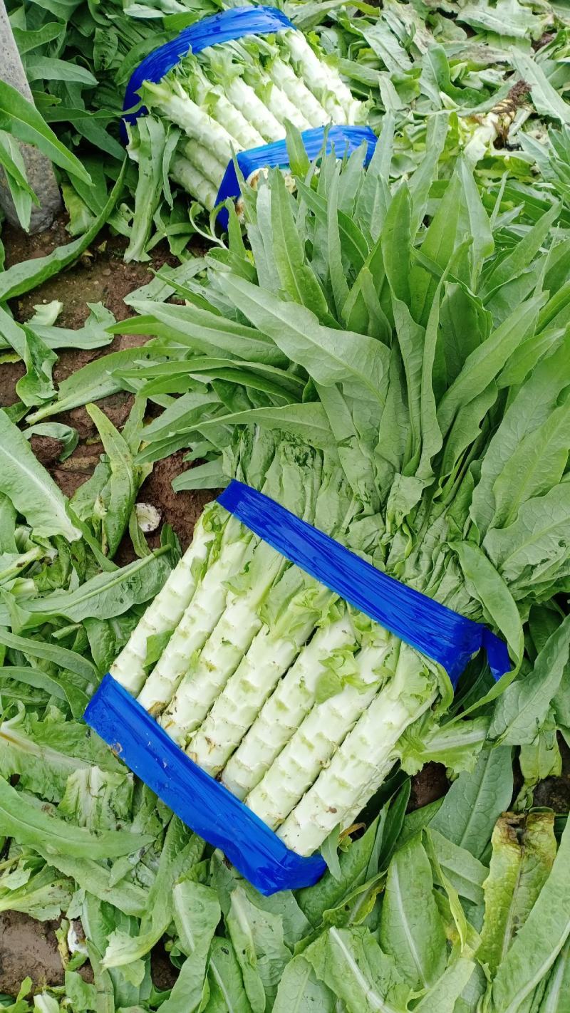 秋季莴笋