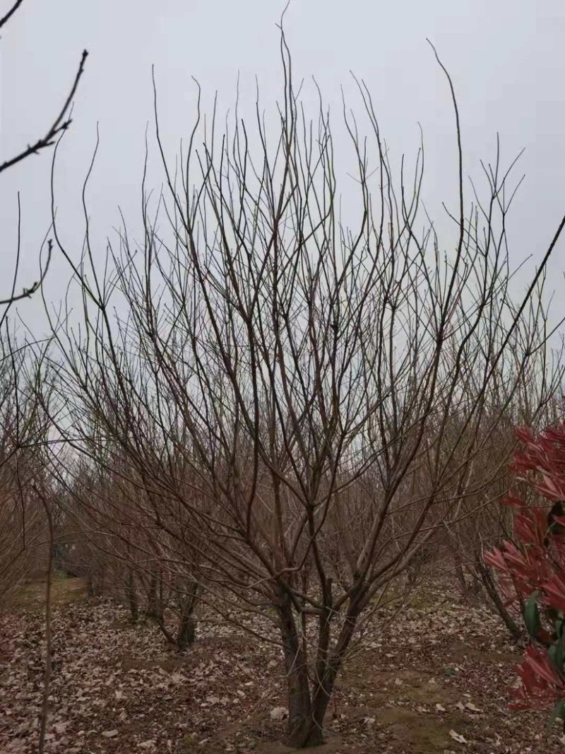 精品黄栌独杆黄栌，丛生黄栌，高5米黄栌，