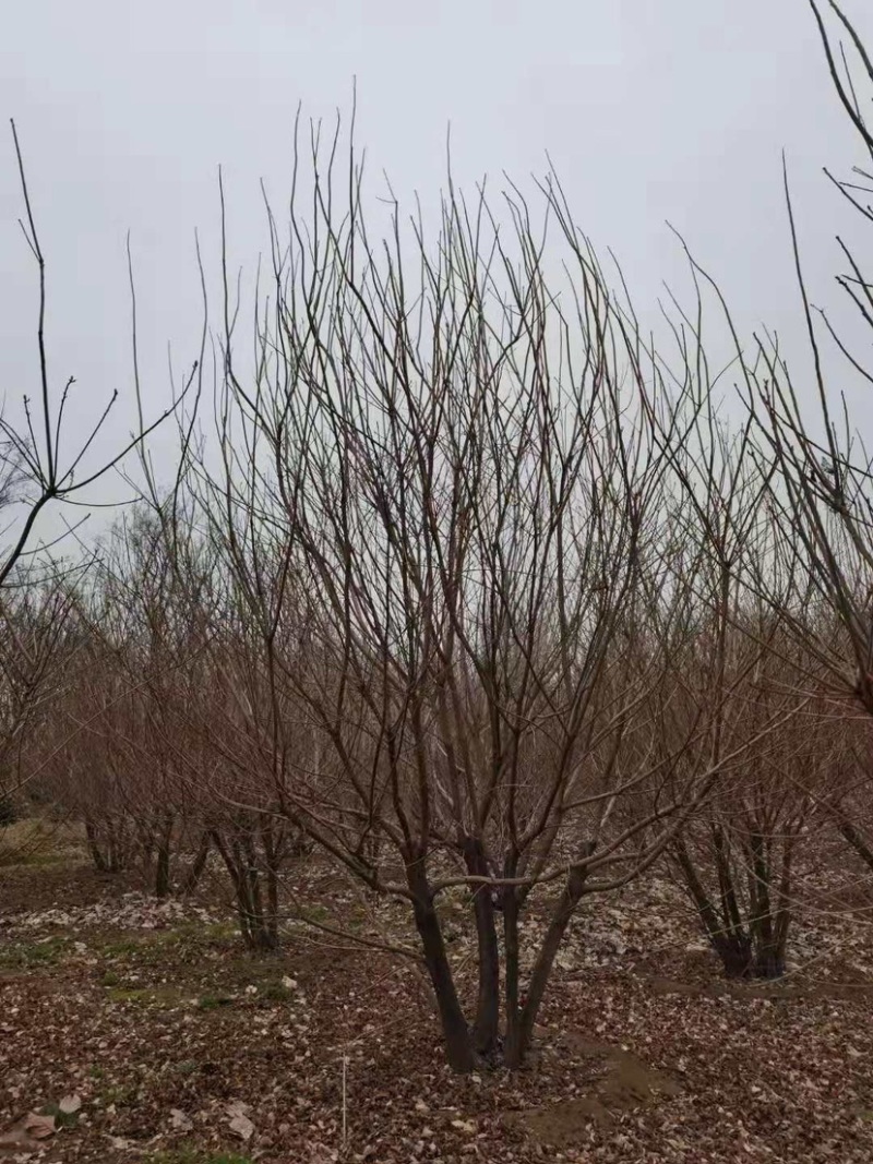 精品黄栌独杆黄栌，丛生黄栌，高5米黄栌，