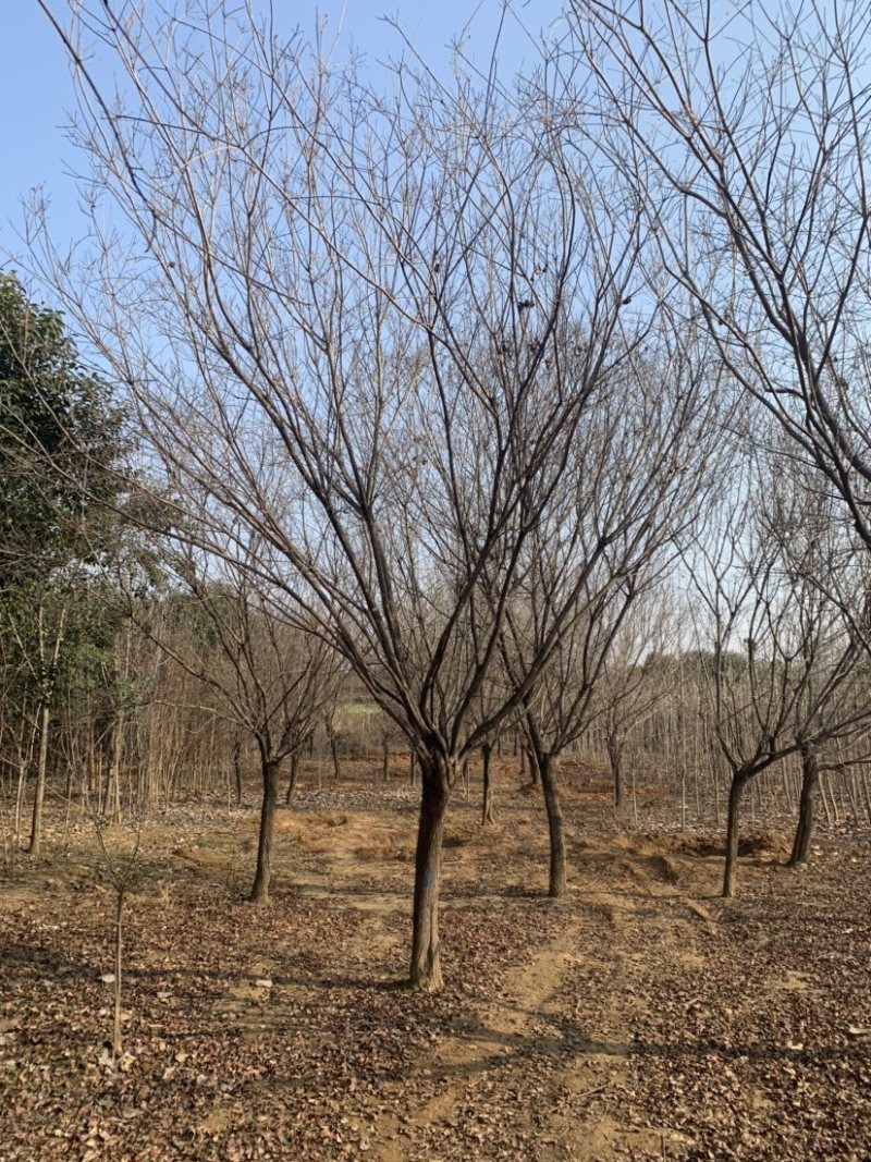 精品黄栌独杆黄栌，丛生黄栌，高5米黄栌，