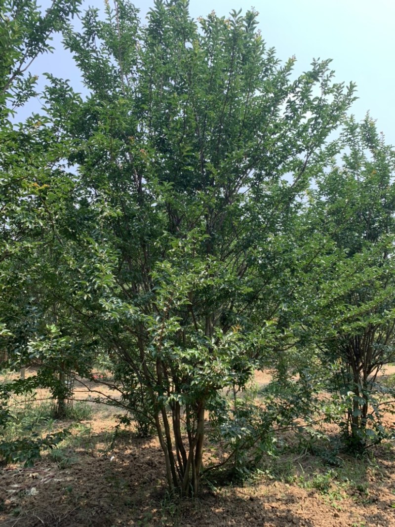 紫薇.丛生紫薇，独杆紫荆，红花紫薇。10公分到12公分