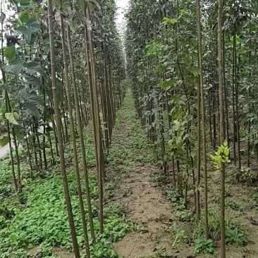 白蜡2，3，4公分