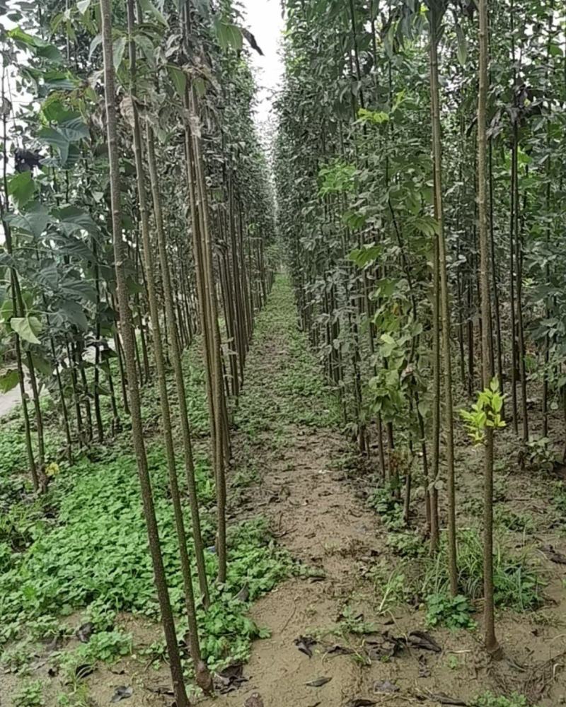 白蜡2，3，4公分