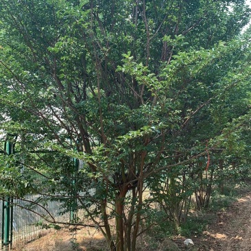 紫薇.丛生紫薇，独杆紫荆，红花紫薇。10公分到12公分