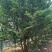紫薇.丛生紫薇，独杆紫荆，红花紫薇。10公分到12公分