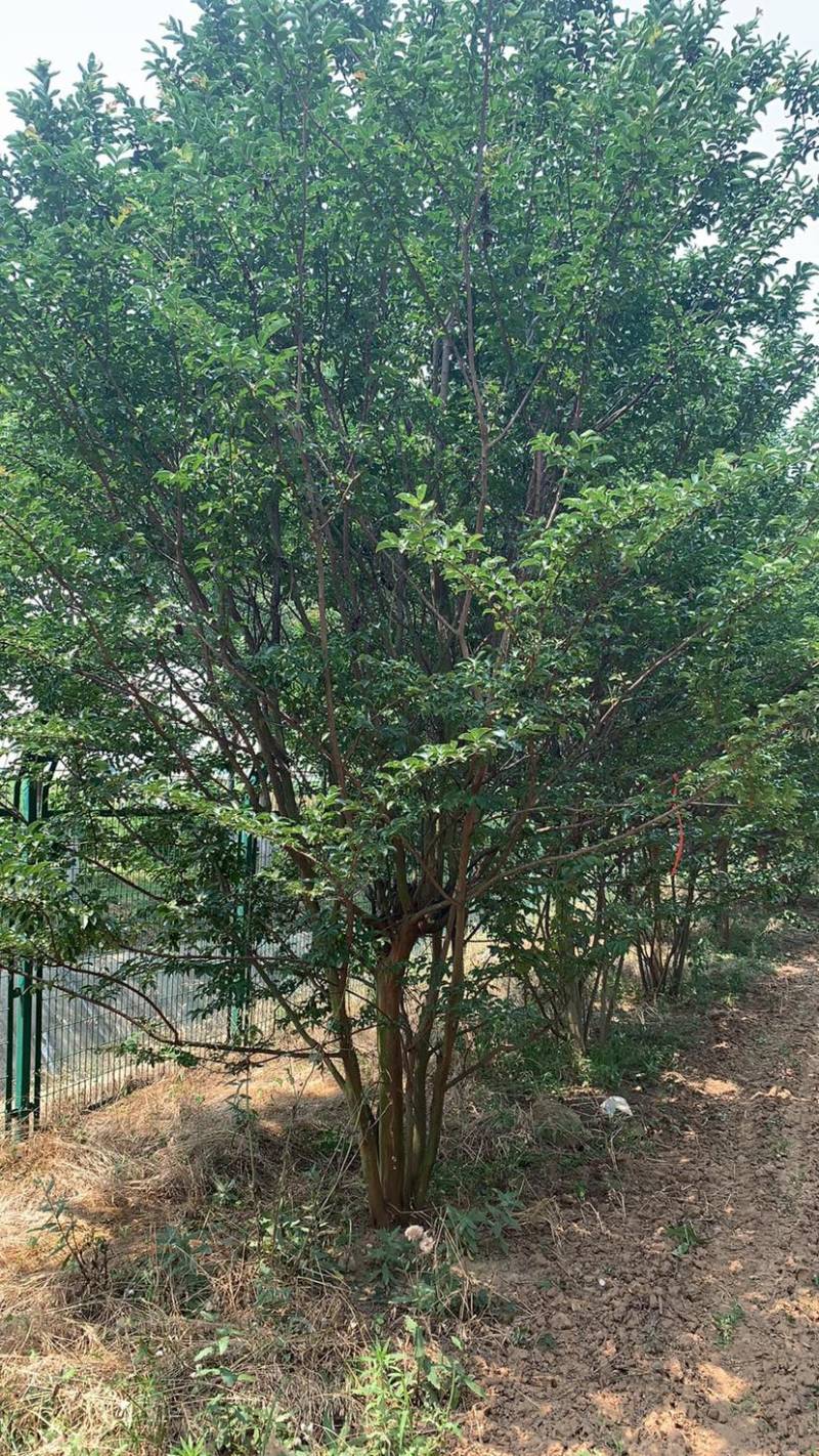紫薇.丛生紫薇，独杆紫荆，红花紫薇。10公分到12公分