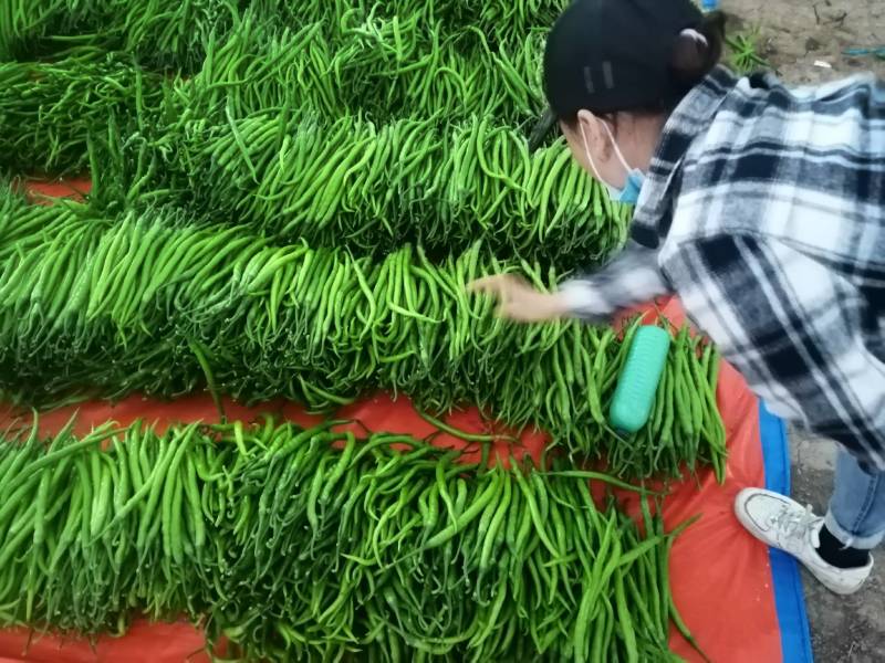 山东潍坊鲜辣椒线椒；基地直供品质优良！发车快！