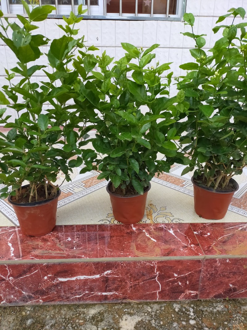 【批发】广西南宁，横州市茉莉花盆景，马岭镇富津村种植基地