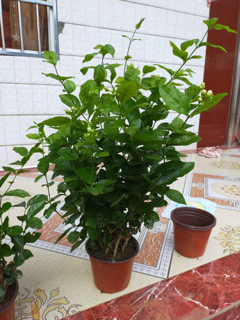 【批发】广西南宁，横州市茉莉花盆景，马岭镇富津村种植基地