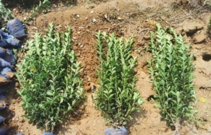 大叶黄杨冬青河北大叶黄杨大叶黄杨价格大叶黄杨批发