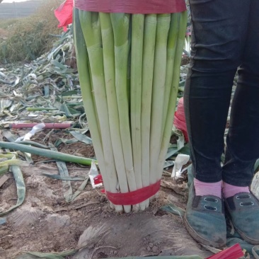 青海大葱净葱长白大葱，