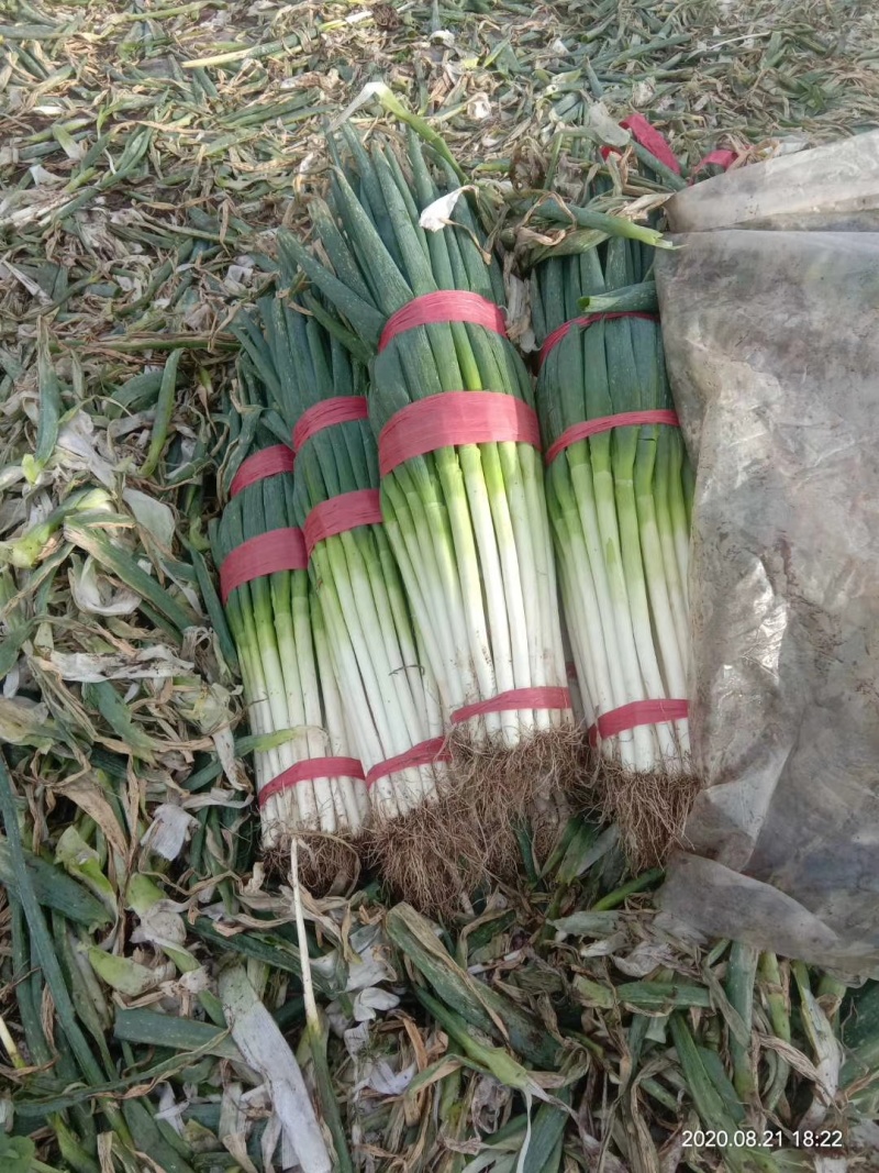 青海大葱净葱长白大葱，