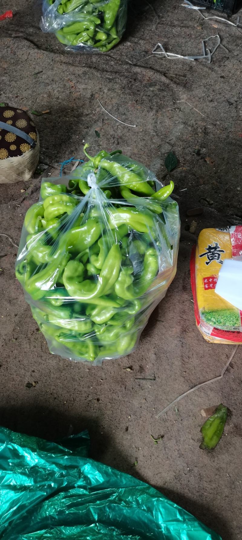 内黄县尖椒大量上市，质量很好，货源充足，欢迎新老客户