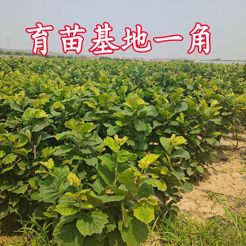 美国大榛子树苗辽榛玉坠平欧大榛子苗树结果苗南北方种植