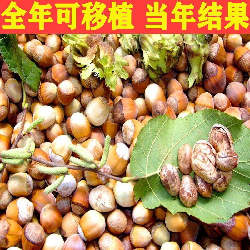 美国大榛子树苗辽榛玉坠平欧大榛子苗树结果苗南北方种植