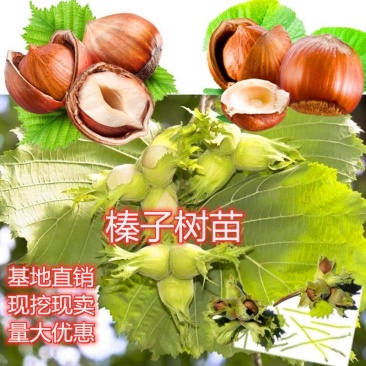 美国大榛子树苗辽榛玉坠平欧大榛子苗树结果苗南北方种植