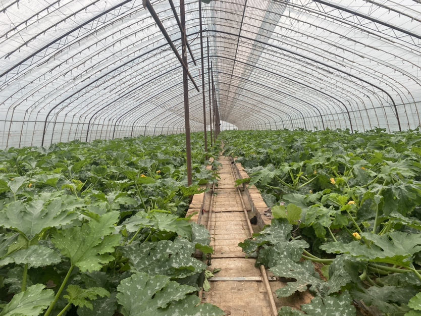 一个现代化塑料大棚内,成行的西葫芦植株生长整齐,叶片翠绿舒展,藤蔓健壮,部分植株已开花结果,地面铺设黑色滴灌带,整体环境整洁有序 西葫芦大棚内植株健康生长场景