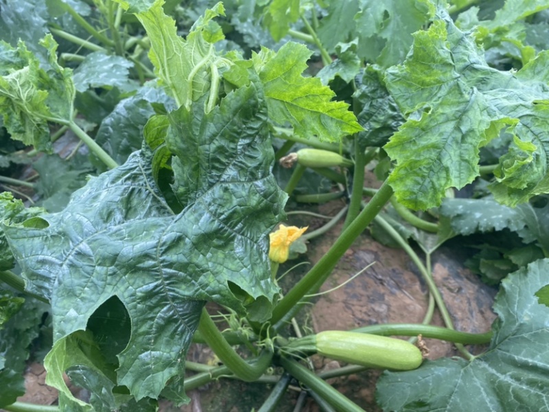 冷棚西葫芦大量上市，条形好，价格优