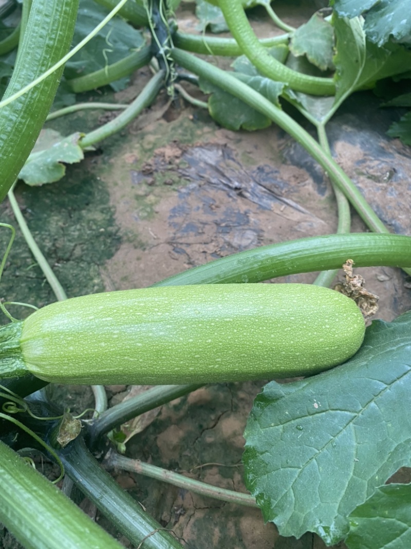 冷棚西葫芦大量上市，条形好，价格优