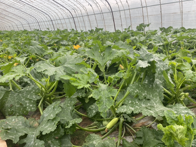 西葫芦大棚种植场景