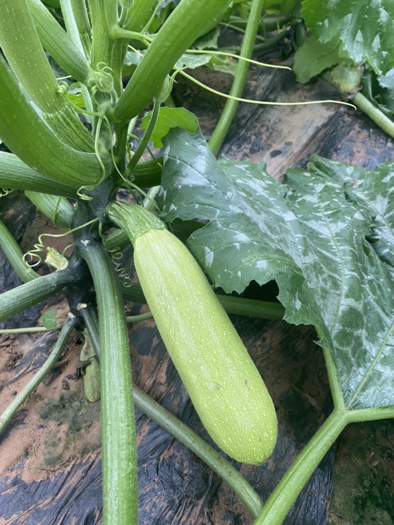 冷棚西葫芦大量上市，条形好，价格优