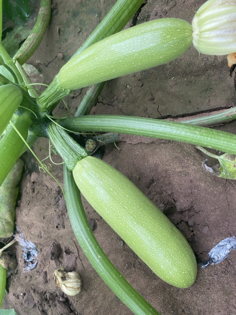 冷棚西葫芦大量上市，条形好，价格优