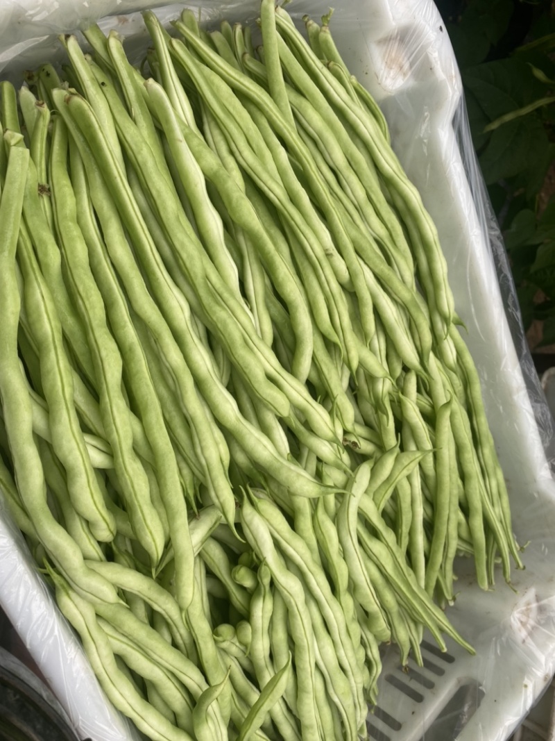精品豆角大量上市，品质好，价格优