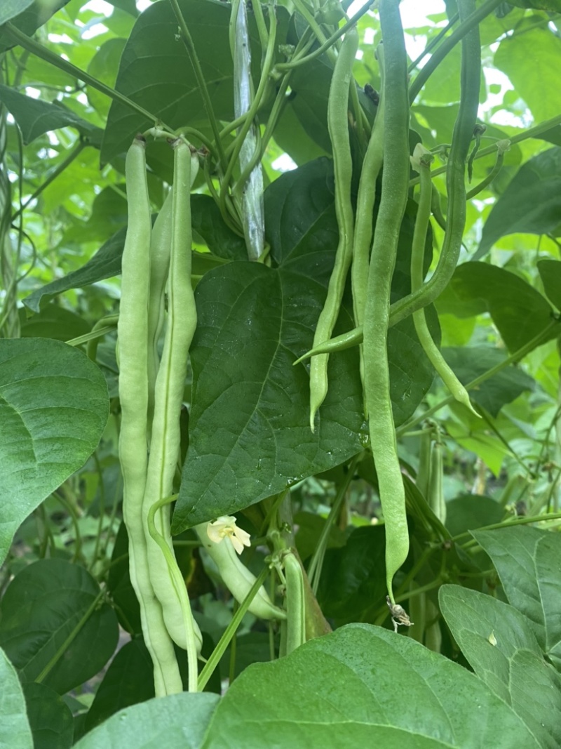 精品豆角大量上市，品质好，价格优