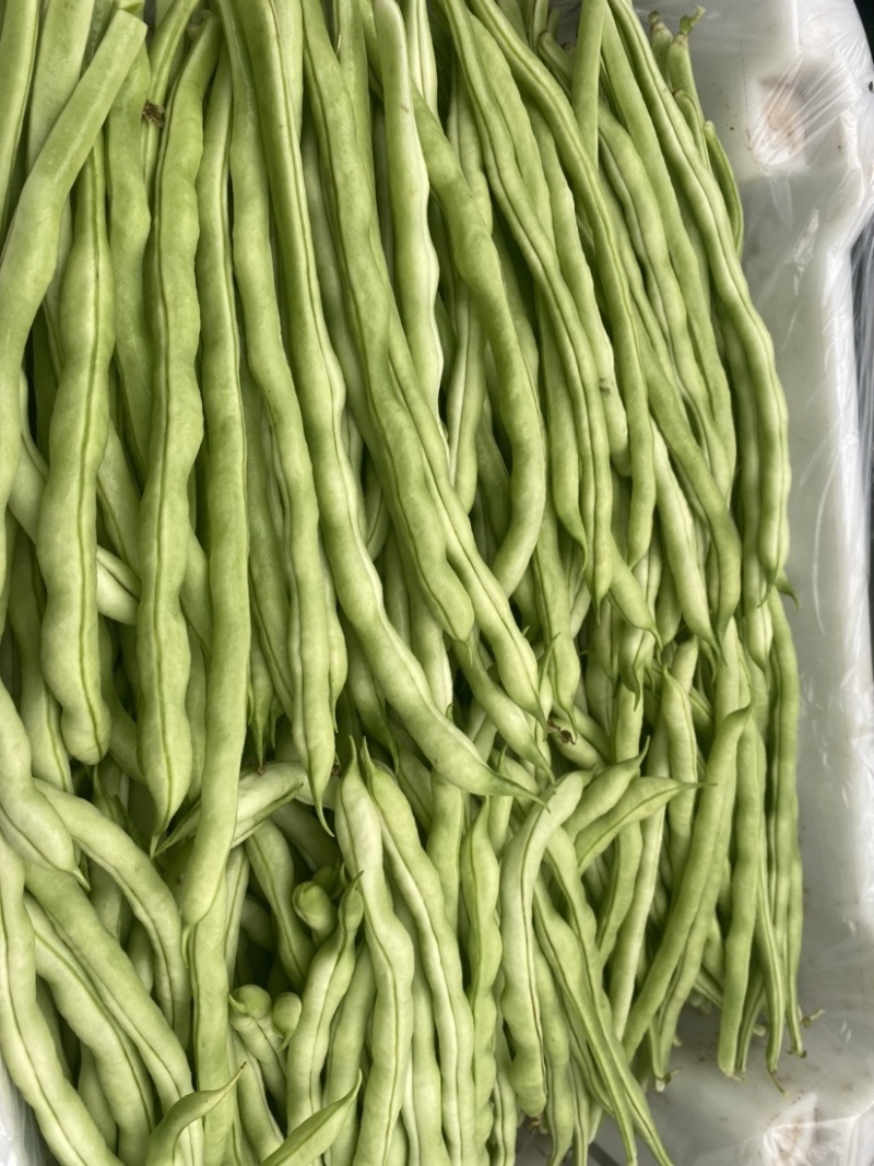 精品豆角大量上市，品质好，价格优