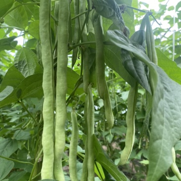 精品豆角大量上市，品质好，价格优