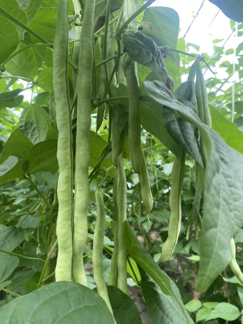 精品豆角大量上市，品质好，价格优