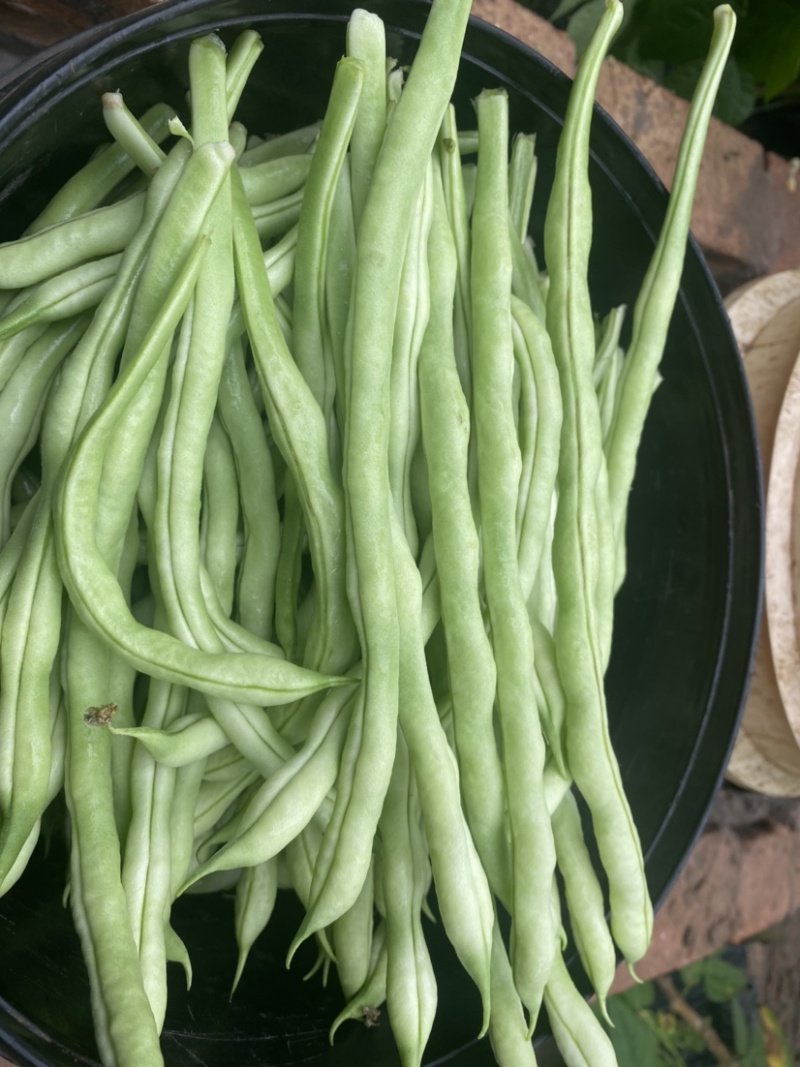 精品豆角大量上市，品质好，价格优