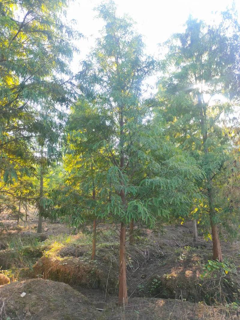 水杉池杉落羽杉中山衫九江市柴桑区清风园林常年供应