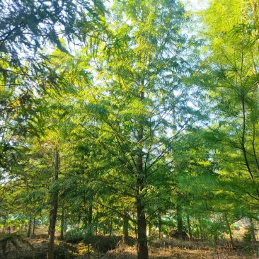 水杉池杉落羽杉中山衫九江市柴桑区清风园林常年供应