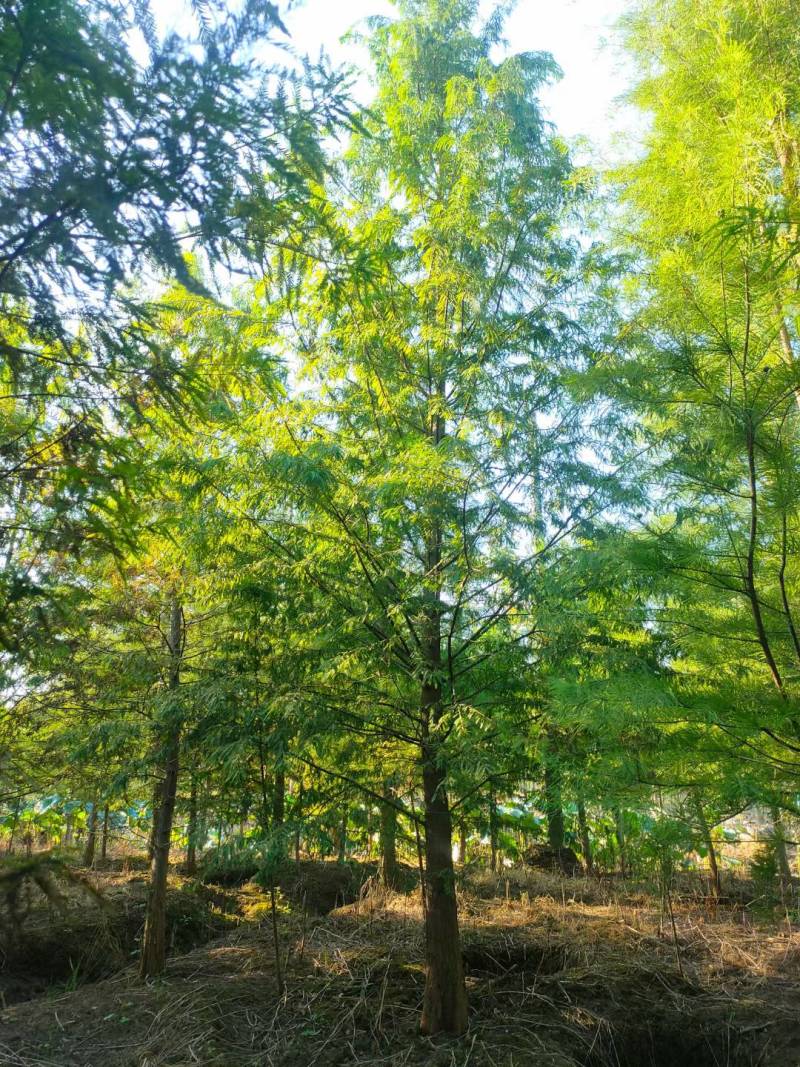 水杉池杉落羽杉中山衫九江市柴桑区清风园林常年供应