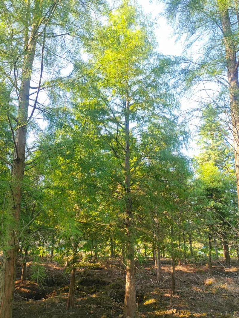 水杉池杉落羽杉中山衫九江市柴桑区清风园林常年供应