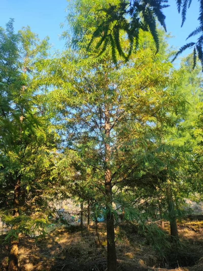 水杉池杉落羽杉中山衫九江市柴桑区清风园林常年供应