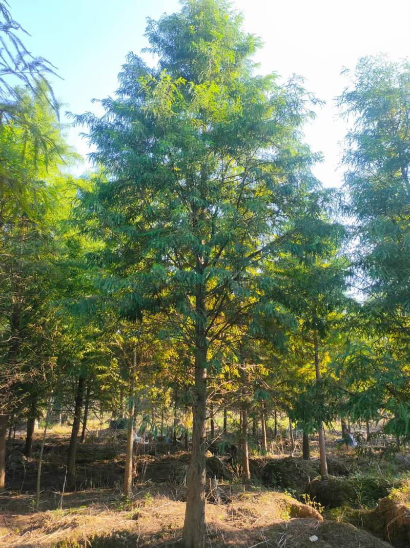 水杉池杉落羽杉中山衫九江市柴桑区清风园林常年供应