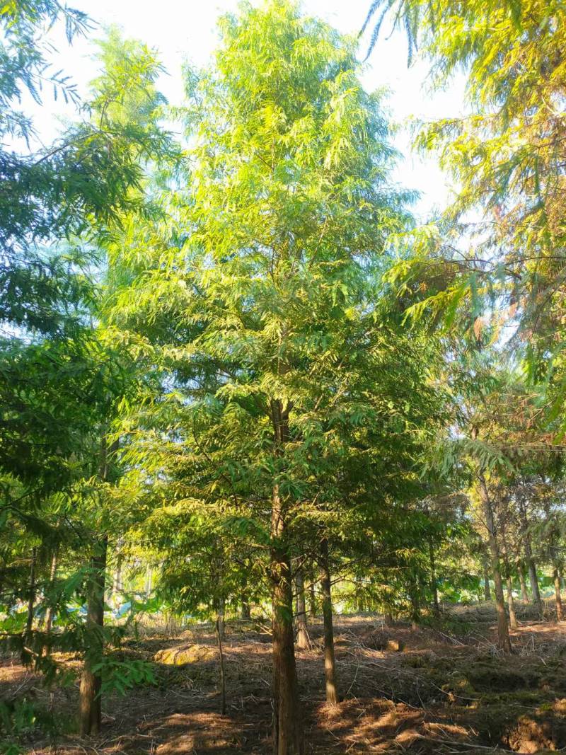 水杉池杉落羽杉中山衫九江市柴桑区清风园林常年供应