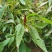 雪樱子种子男人菜野菜蔬菜籽春秋种植蔬菜